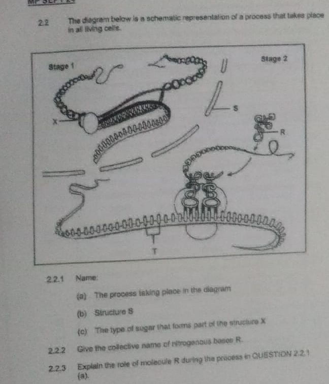 The diagram below is a schematic | StudyX