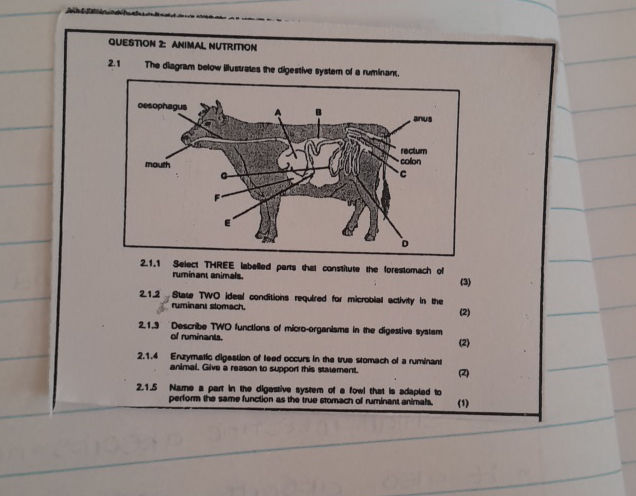 Sample Practical Question On Ruminant QUESTION 2 ANIMAL NUTRITION 21 The diagram | StudyX