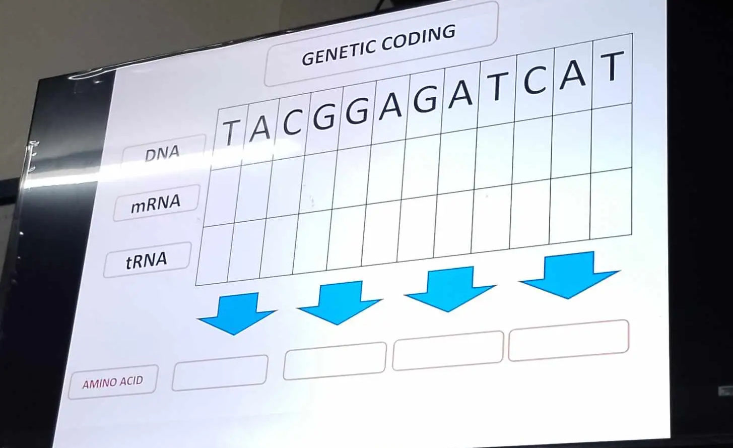 GENETIC CODING DNA TACGGAGATCAT mRNA tRNA | StudyX