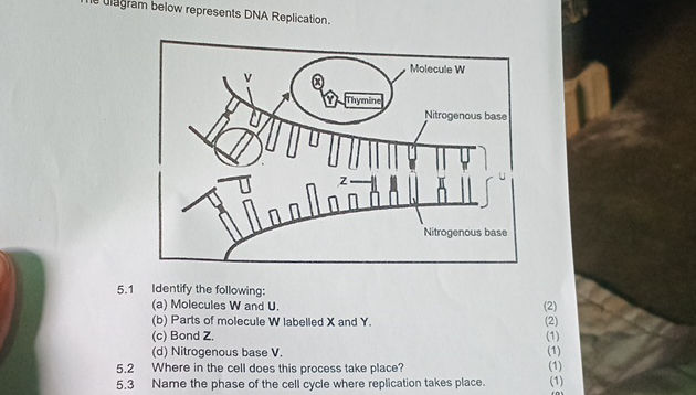 The diagram below represents DNA Replication