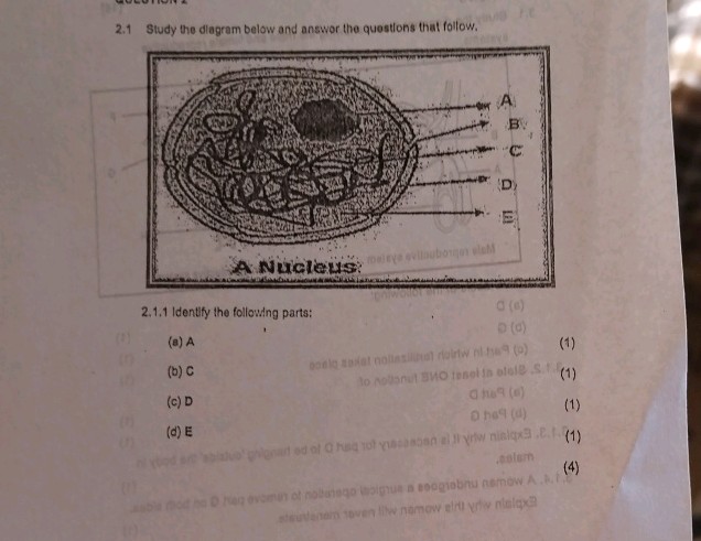 21 Study the diagram below and answer the