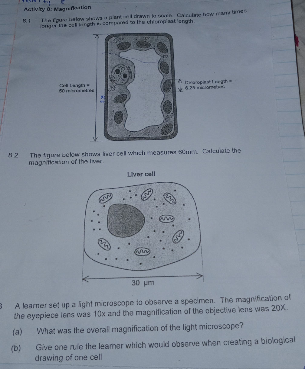 Activity 8 Magnification 81 The figure below
