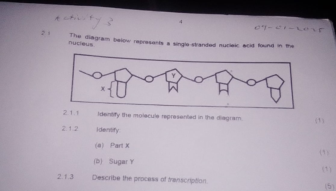 21 The diagram below represents a | StudyX