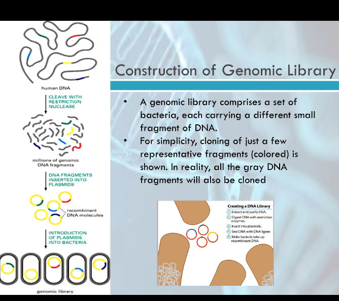 Genomic Library Def Construction of Genomic Library A genomic | StudyX