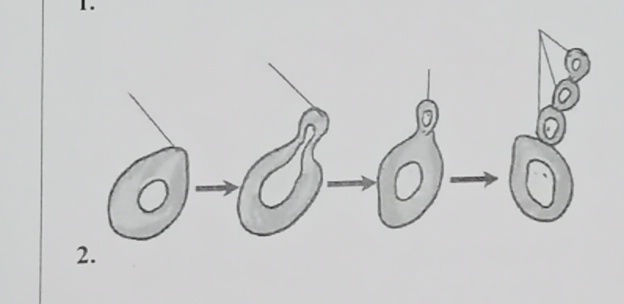 1The image shows a series of diagrams