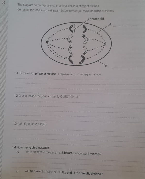 The diagram below represents an animal cell | StudyX