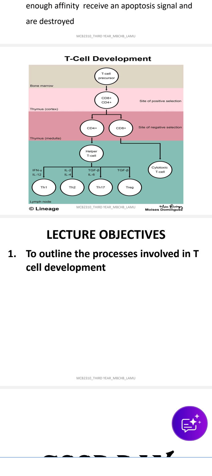 T Cell Development Affinity The diagram illustrates the development of