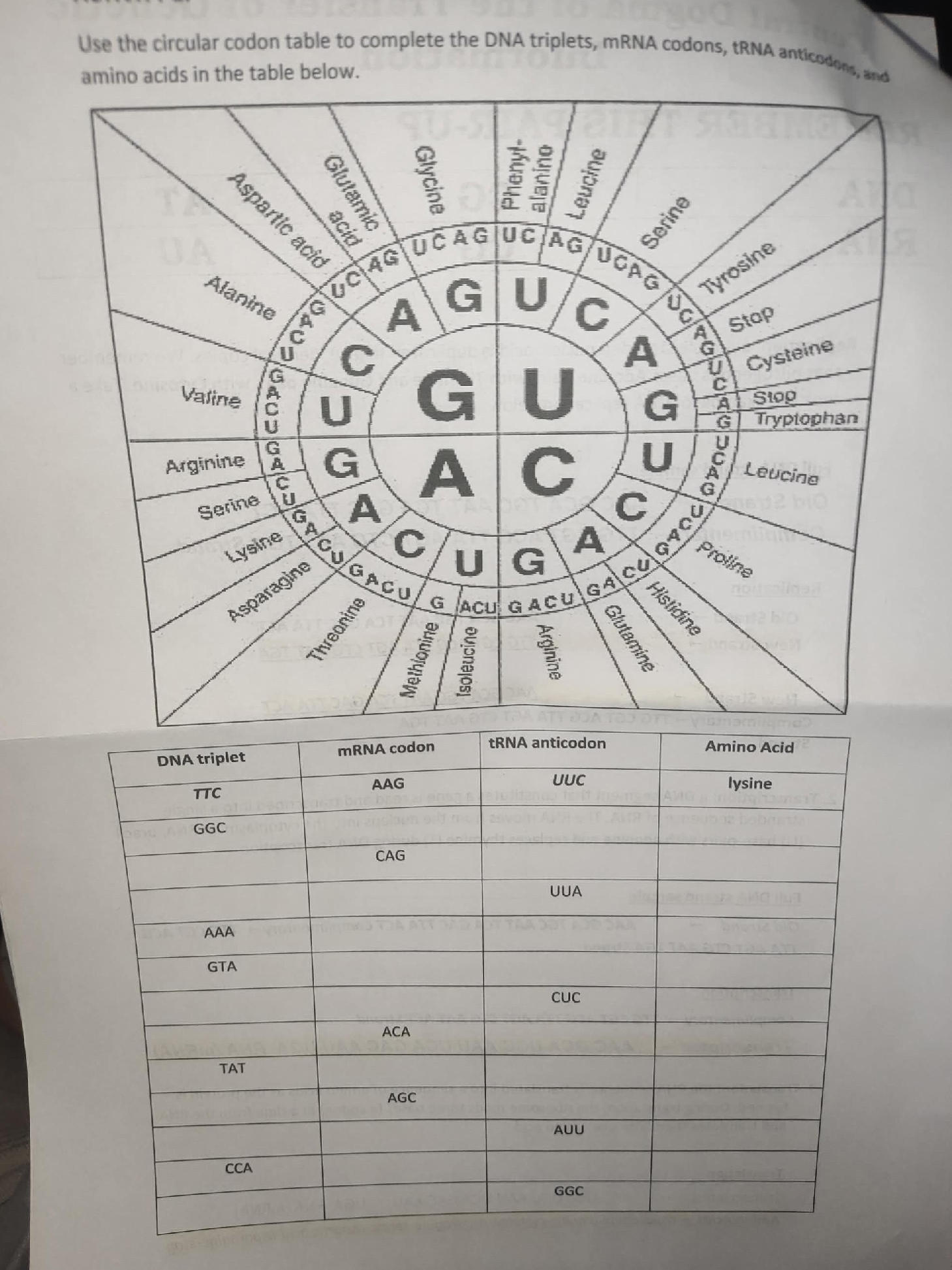 Use the circular codon table to complete the