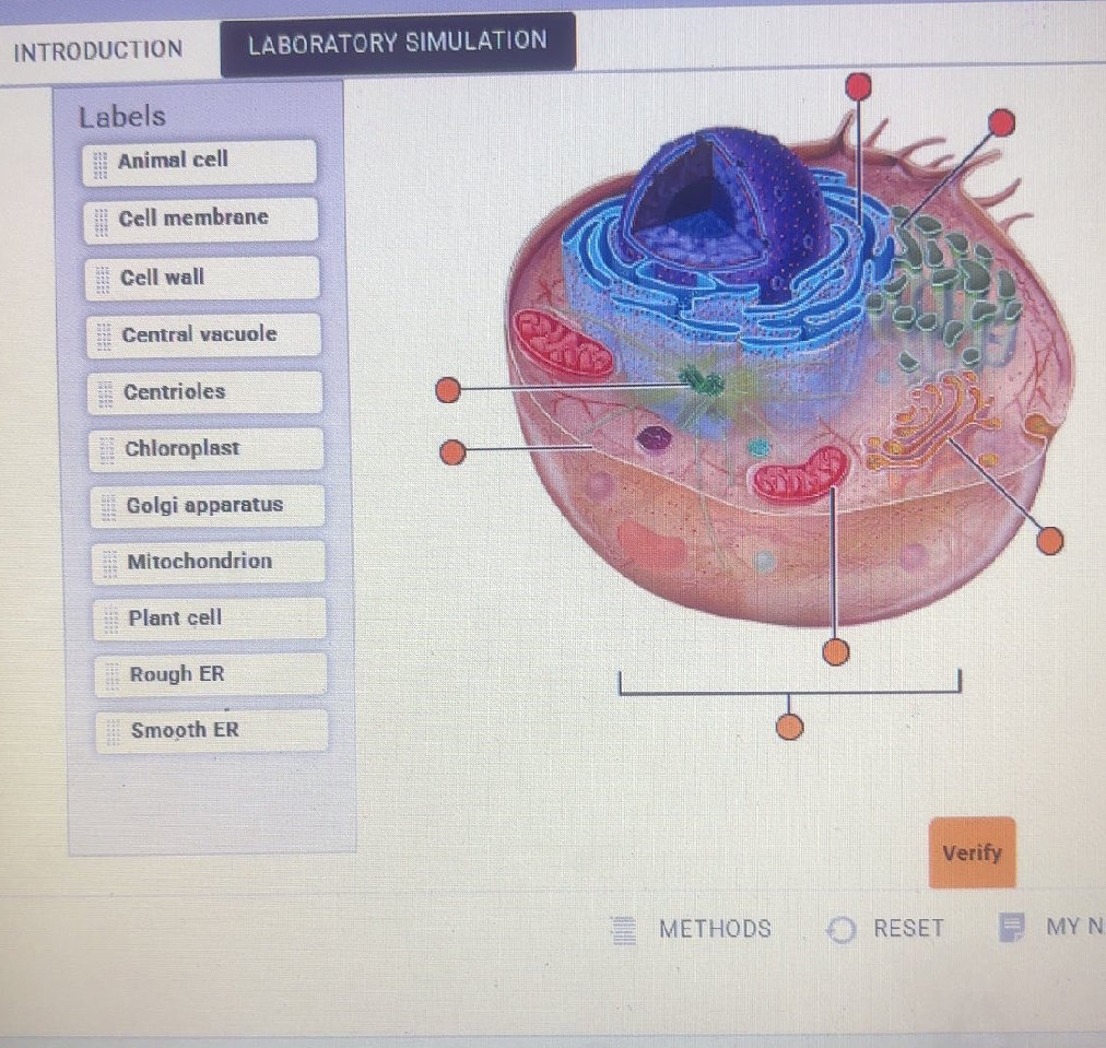 LABORATORY SIMULATION Labels Animal cell