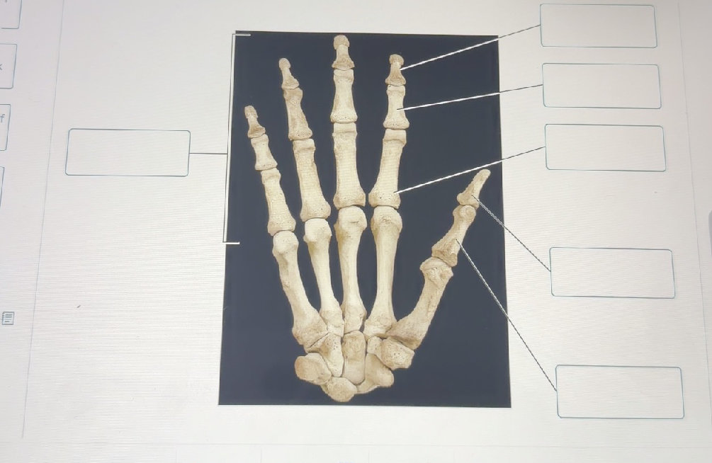 Right Hand Labelled Identify the labeled parts of the hand
