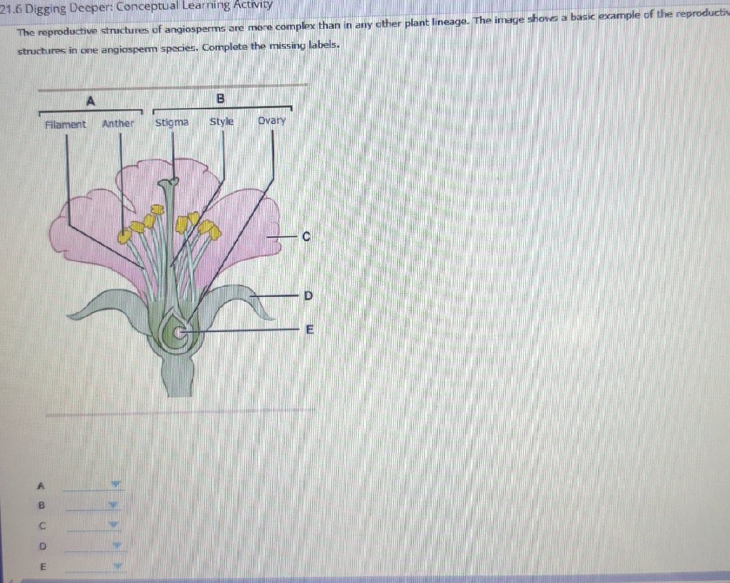 The reproductive structures of angiosperms