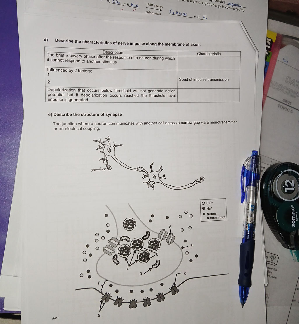 Describe the structure of synapse The | StudyX