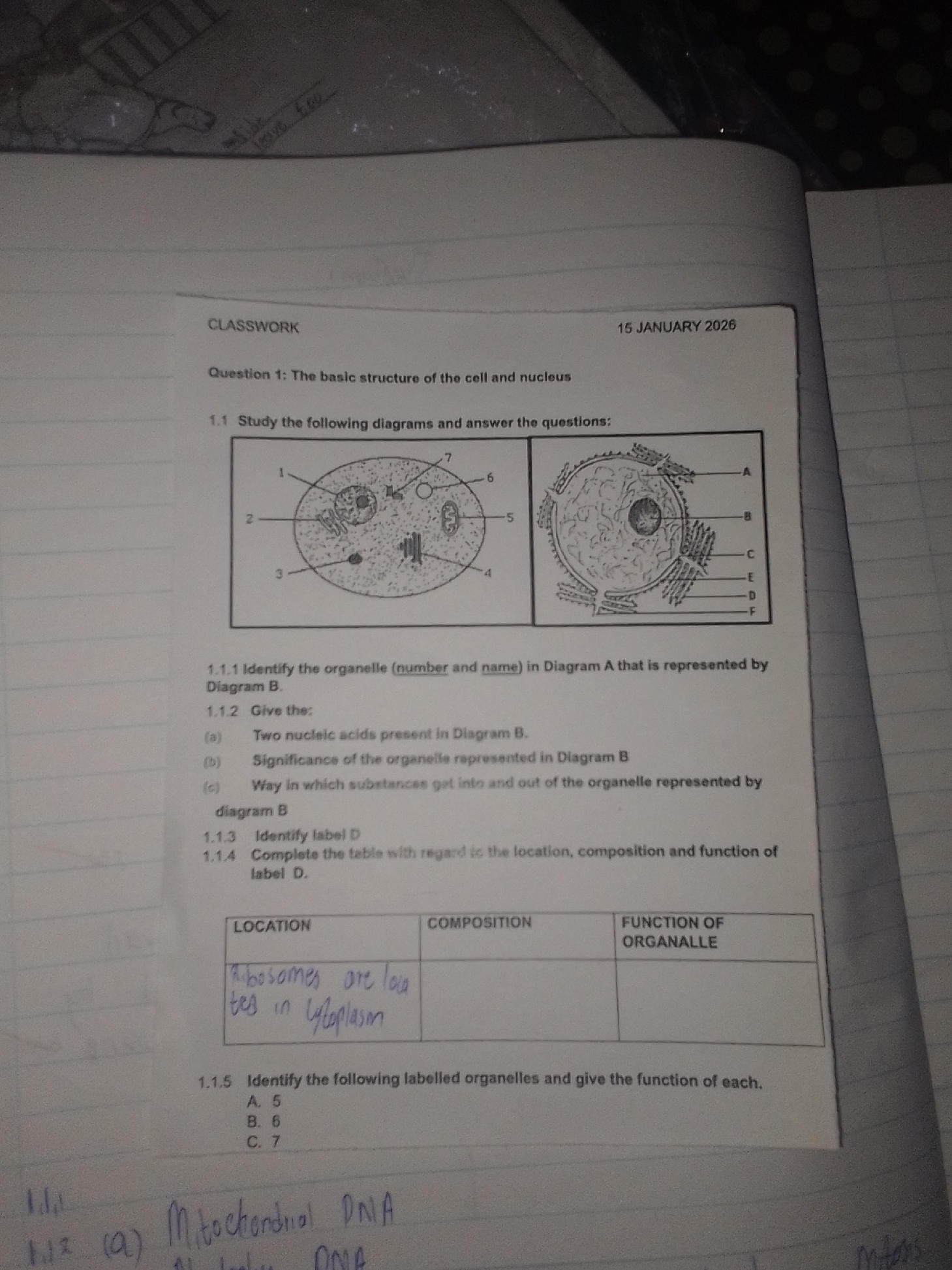 Question 1: The basic structure of the cell | StudyX