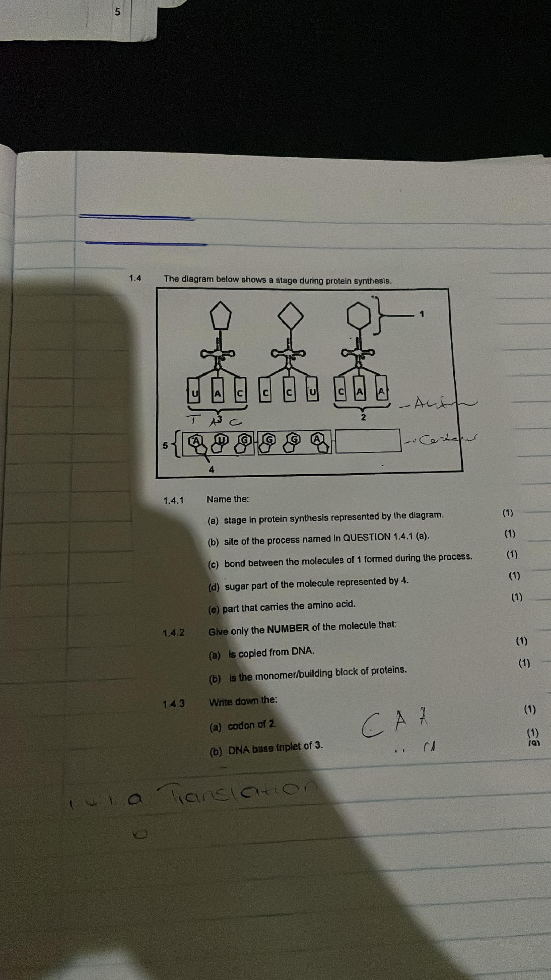 The diagram below shows a stage during | StudyX
