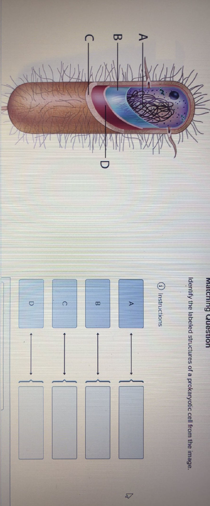 Identify the labeled structures of a | StudyX
