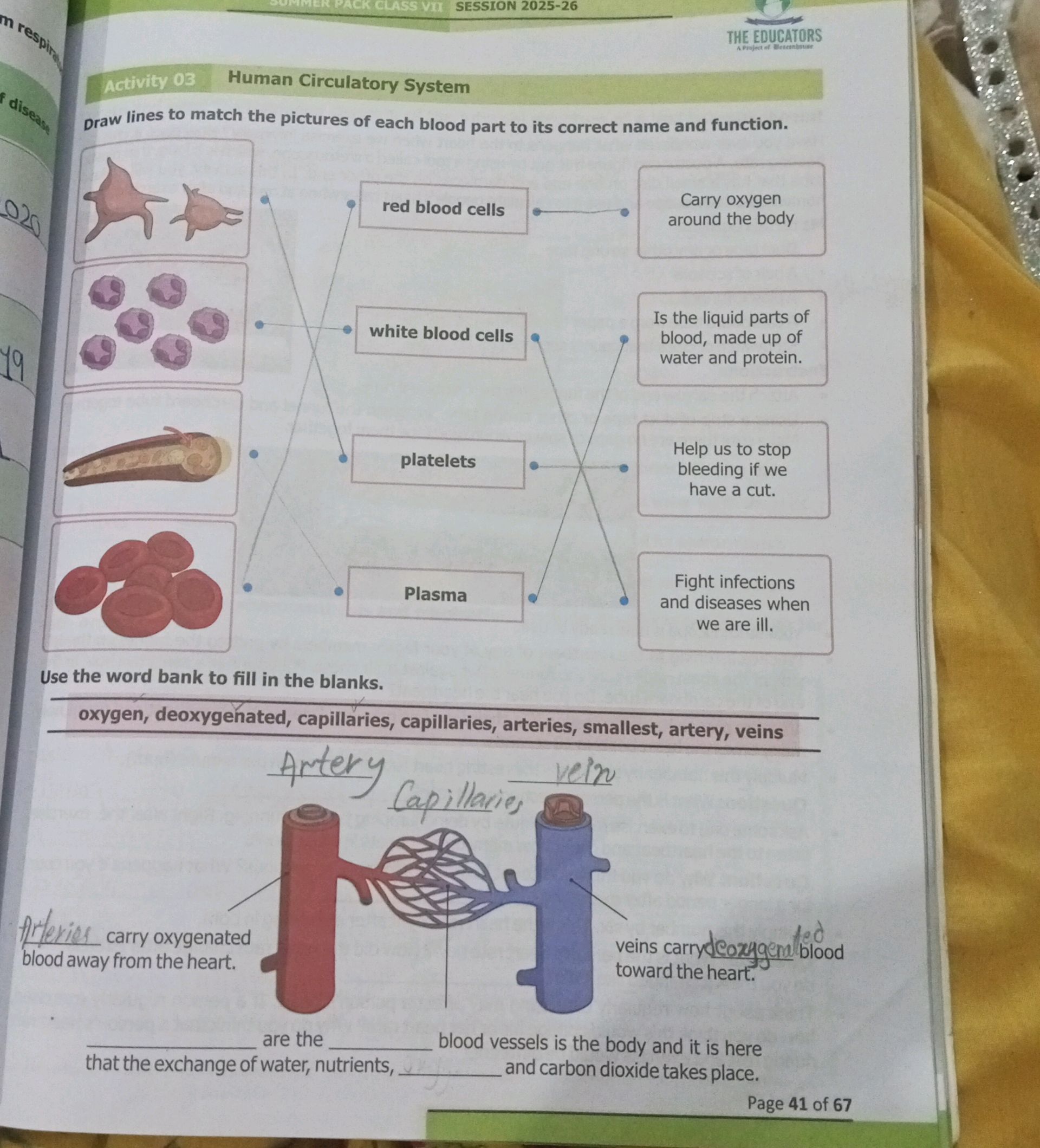 Activity 03 Human Circulatory System Draw | StudyX