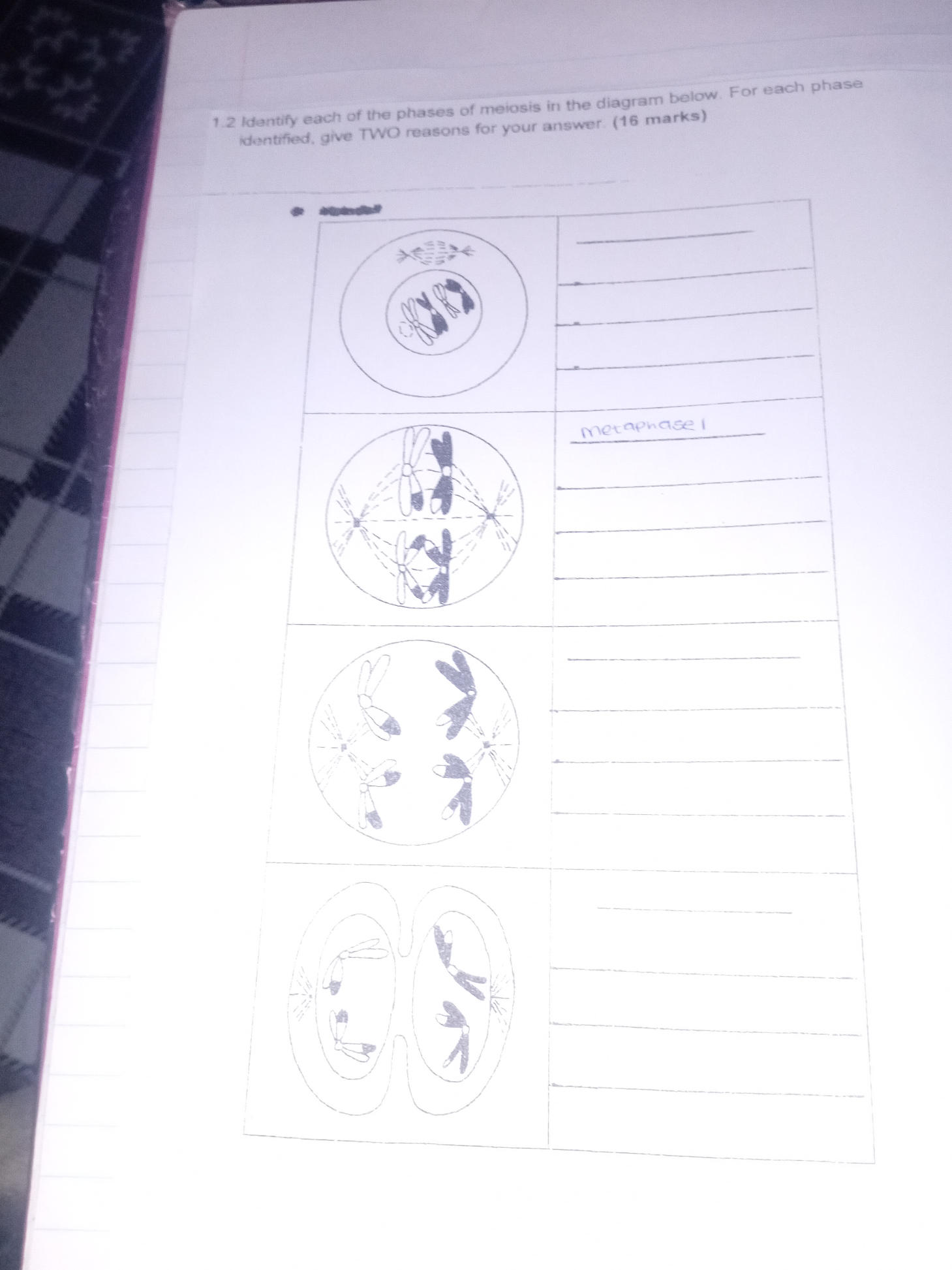 1.2 Identify each of the phases of meiosis | StudyX