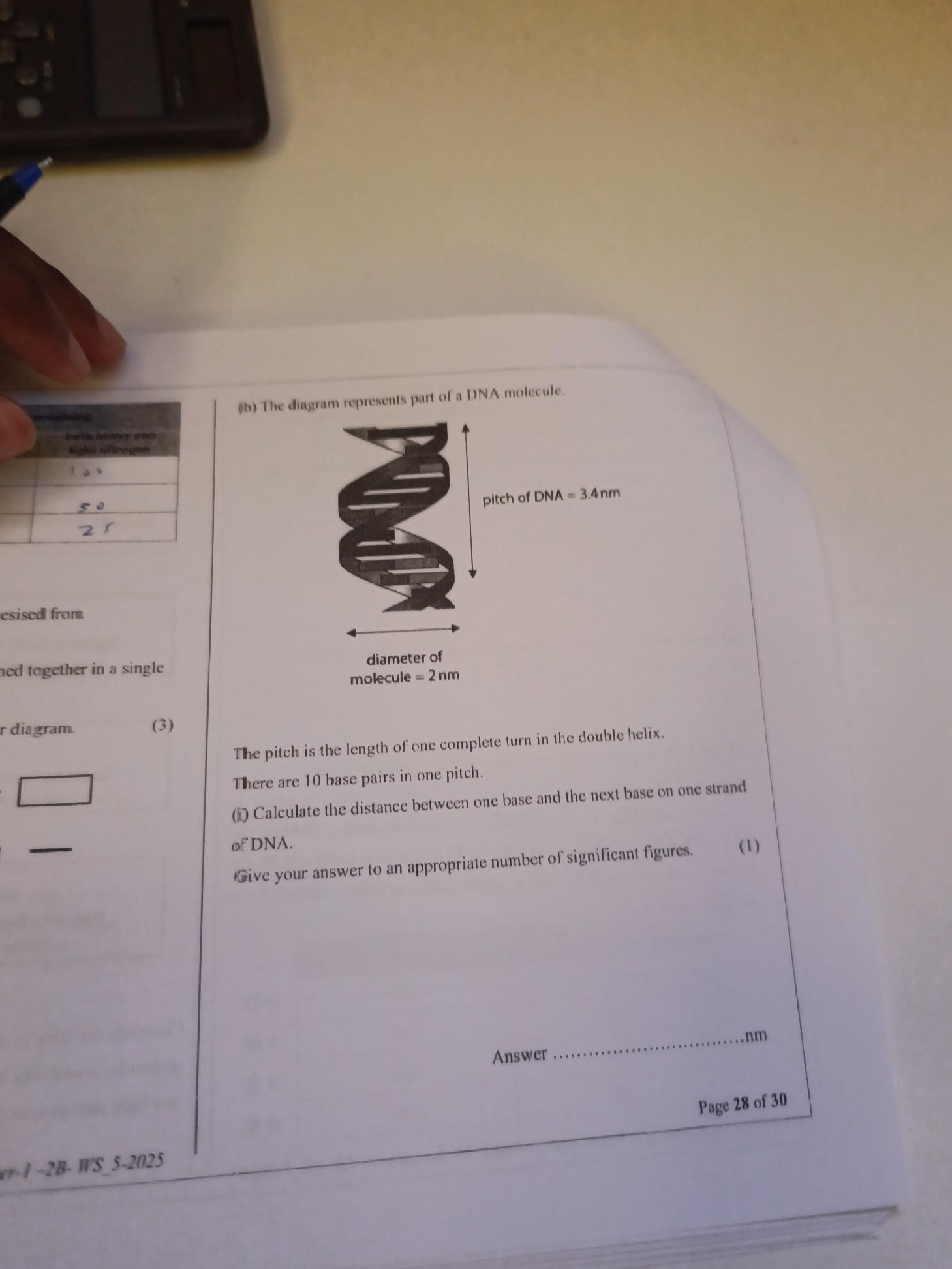(b) The diagram represents part of a DNA | StudyX