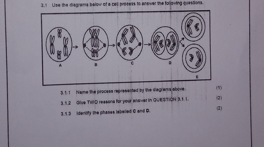 Use the diagrams below of a cell process to | StudyX
