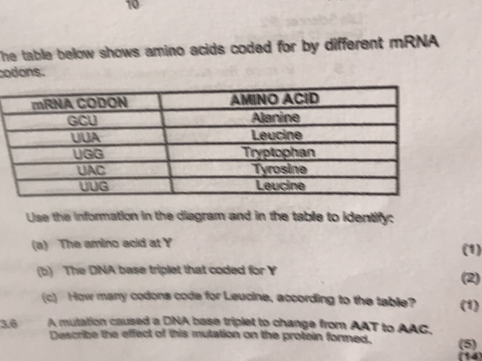The table below shows amino acids coded for | StudyX