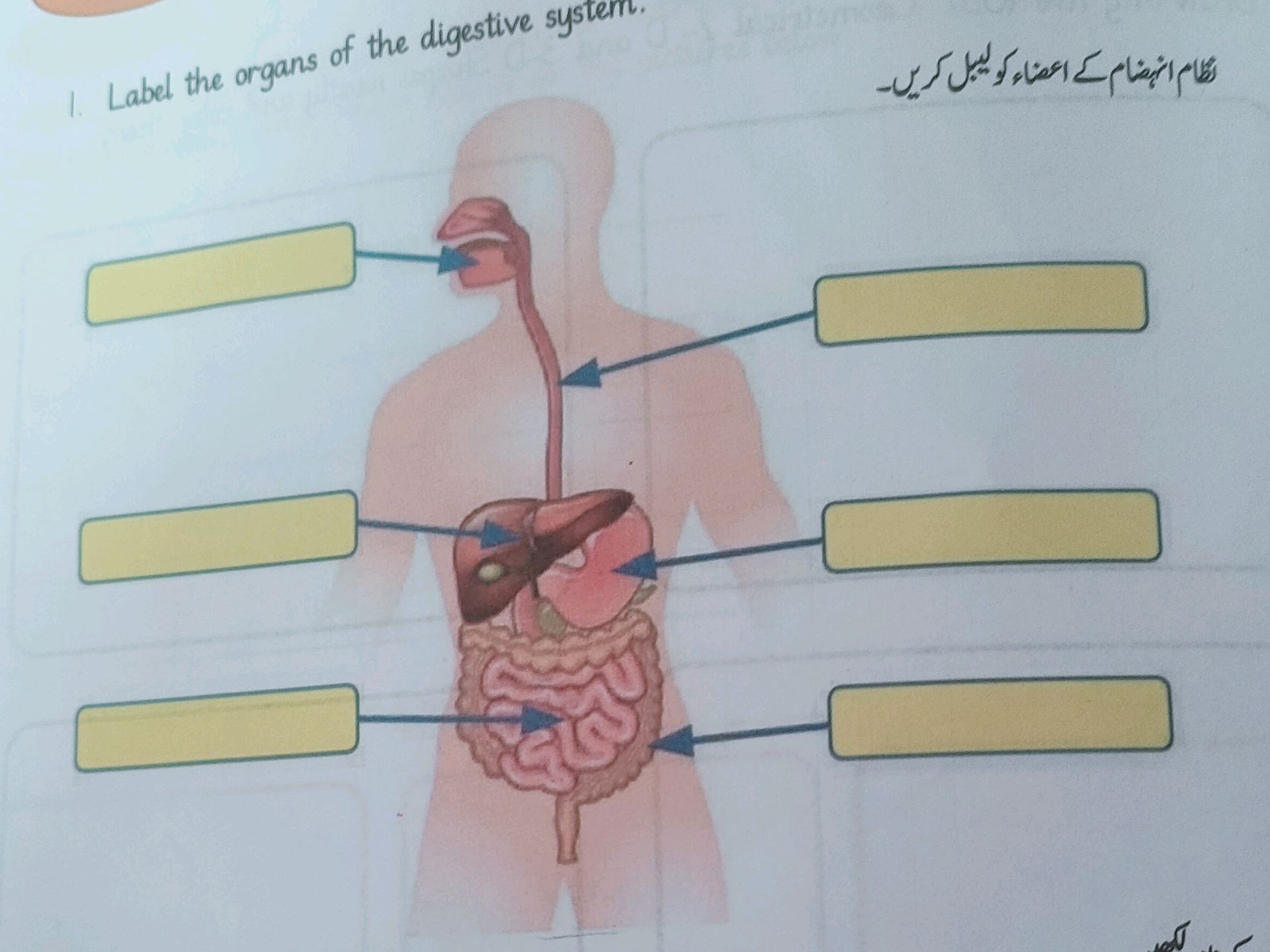 1. Label the organs of the digestive system. | StudyX