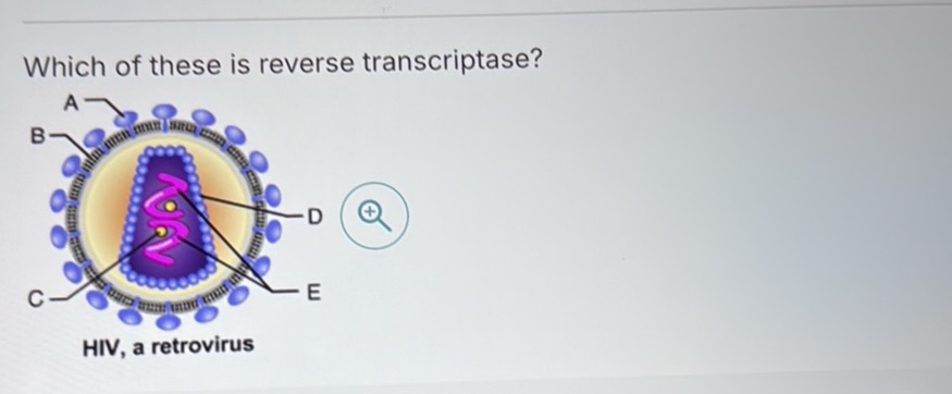 Which of these is reverse transcriptase? A | StudyX