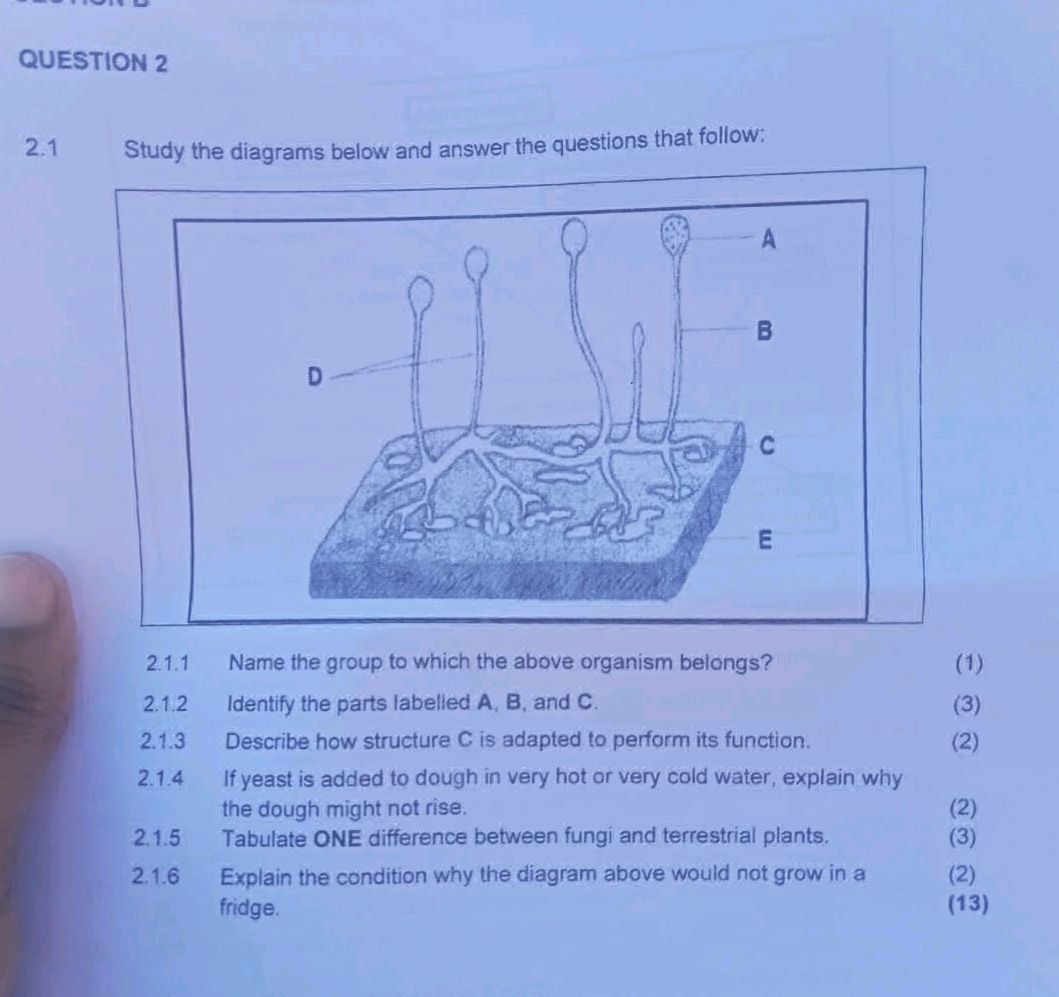 2.1 Study the diagrams below and answer the | StudyX