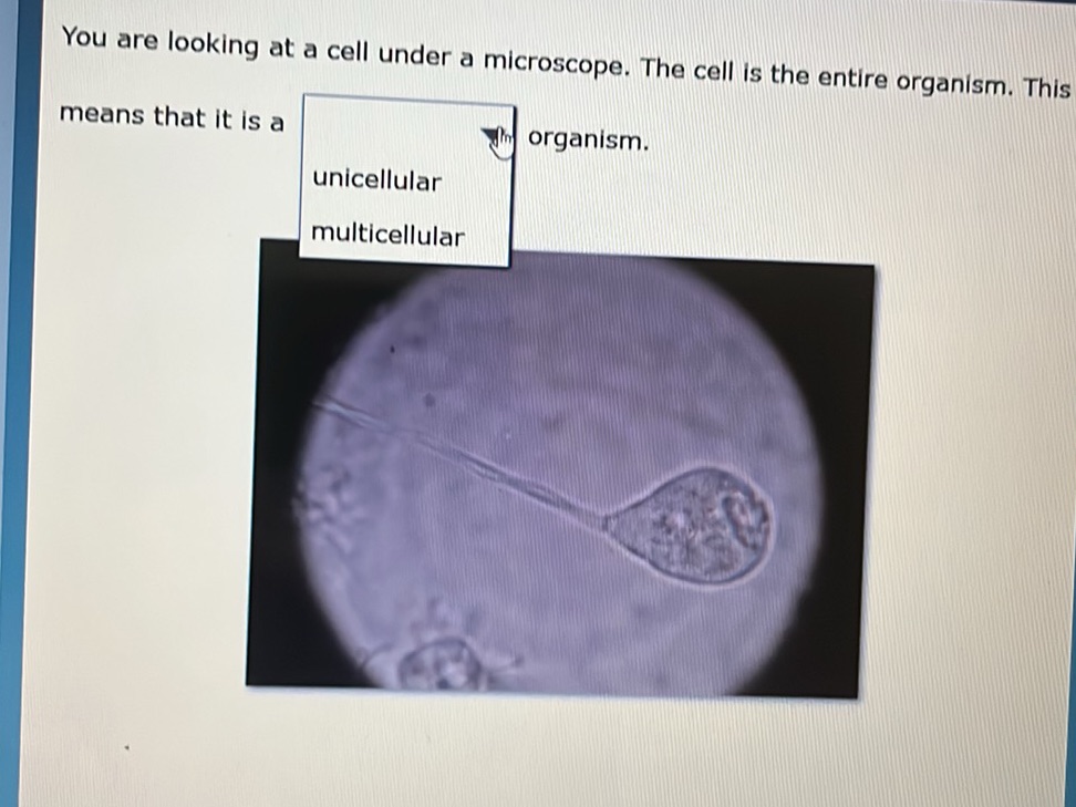 You are looking at a cell under a | StudyX