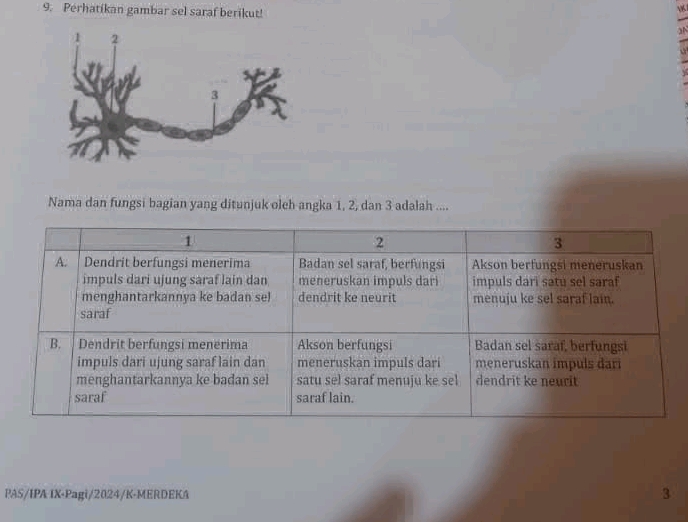 9 Perhatikan gambar sel saraf berikut Nama | StudyX