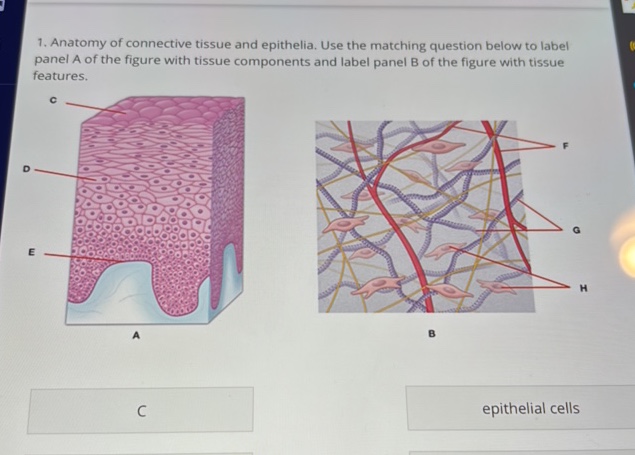 1 Anatomy of connective tissue and epithelia