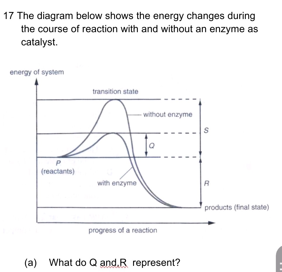 17 The diagram below shows the energy | StudyX