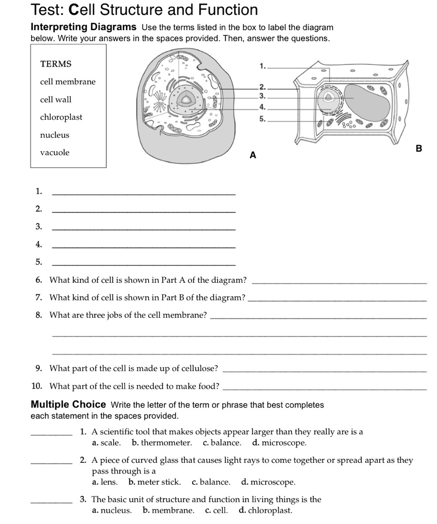 Test Cell Structure and Function | StudyX