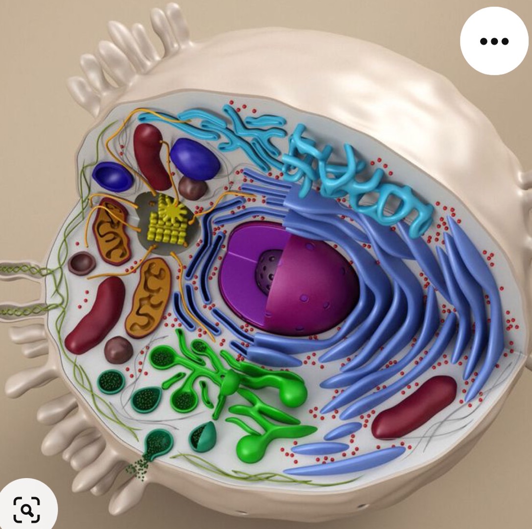 The image shows a detailed 3D model of an | StudyX