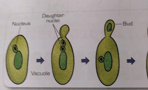 The image shows the process of budding in | StudyX