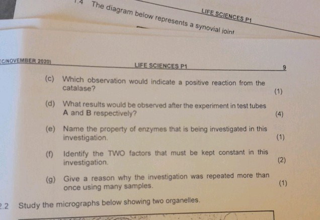 LIFE SCIENCES P1 The diagram below | StudyX