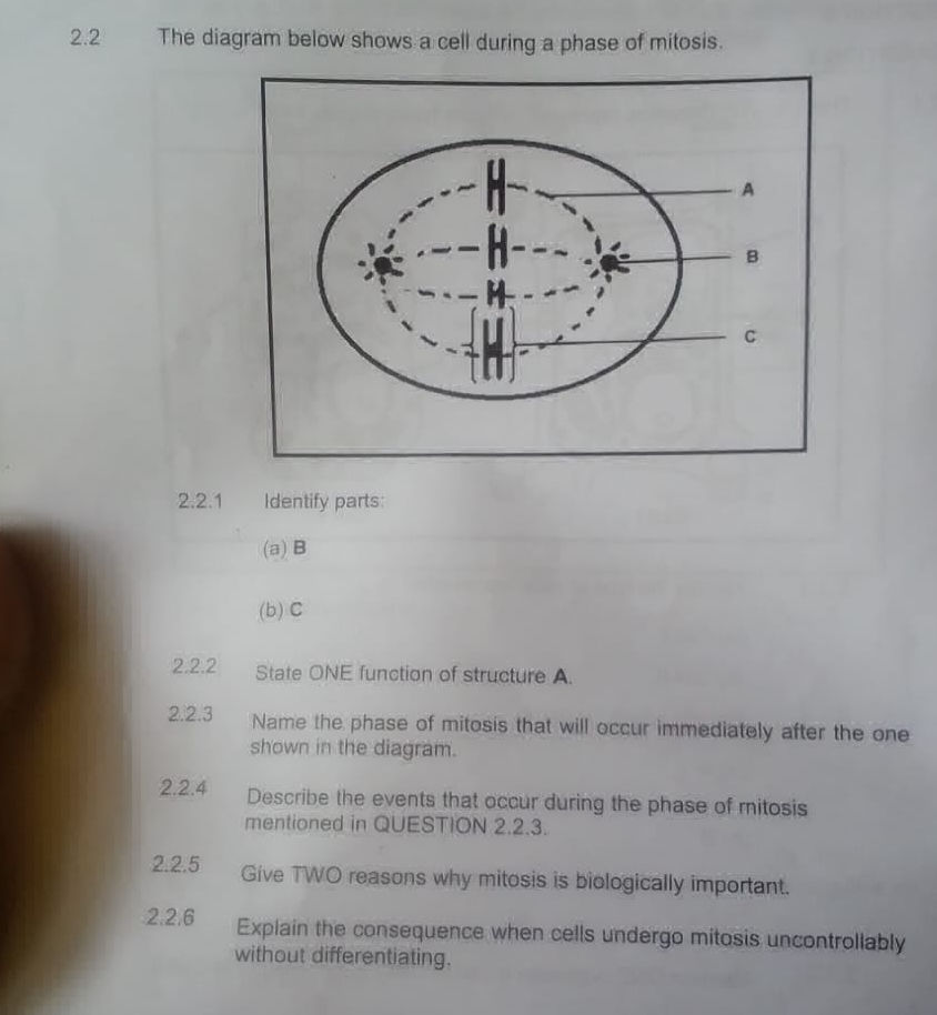 2.2 The diagram below shows a cell during a | StudyX