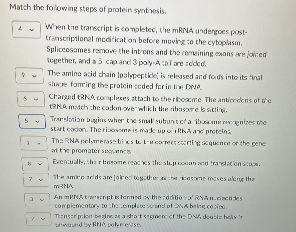Match the following steps of protein | StudyX