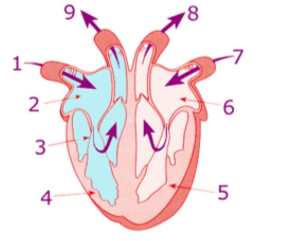 The image shows a diagram of the human heart | StudyX