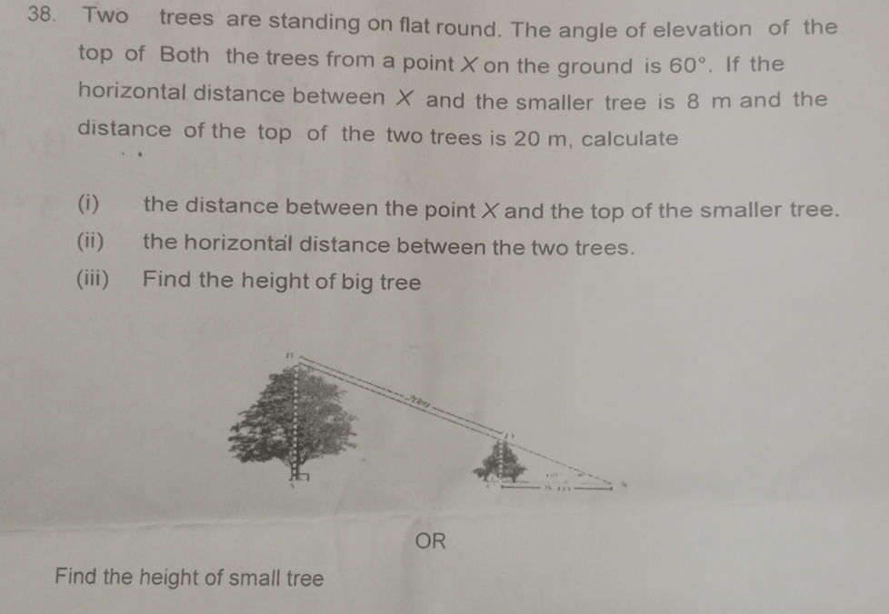 38. Two trees are standing on flat round. | StudyX
