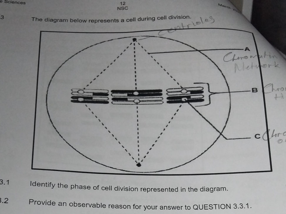 The diagram below represents a cell during | StudyX