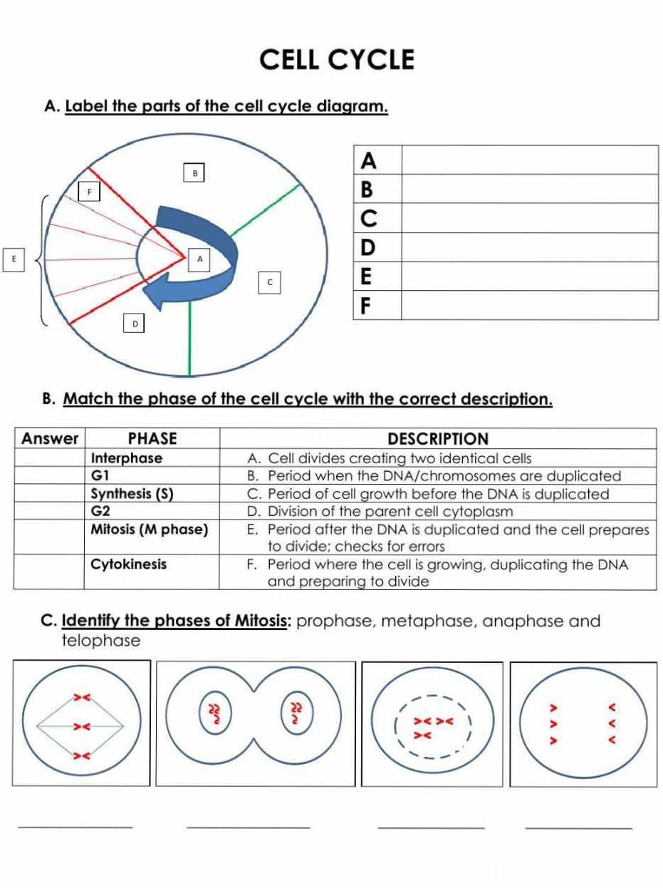 A. Label the parts of the cell cycle | StudyX