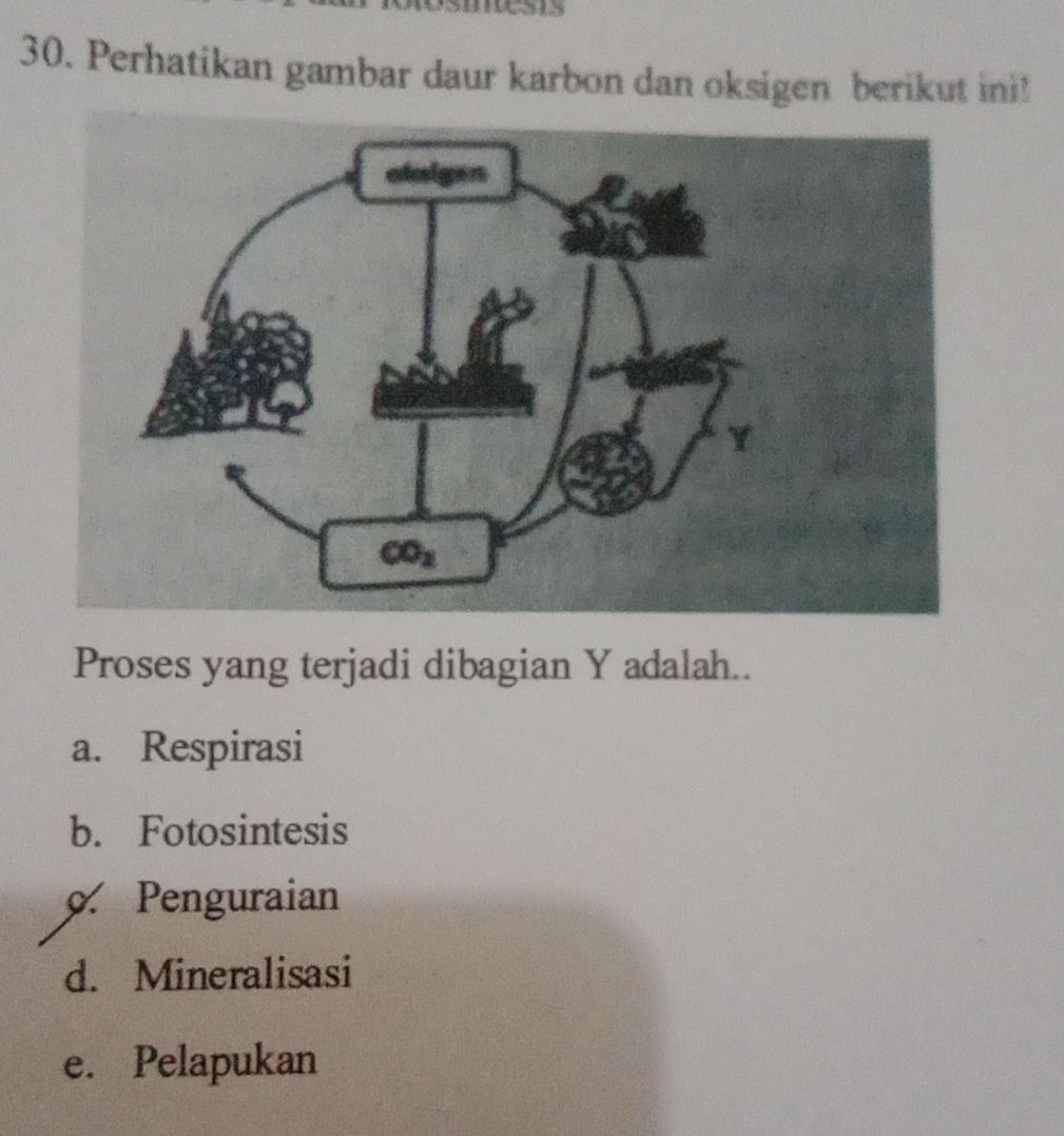 30. Perhatikan gambar daur karbon dan | StudyX