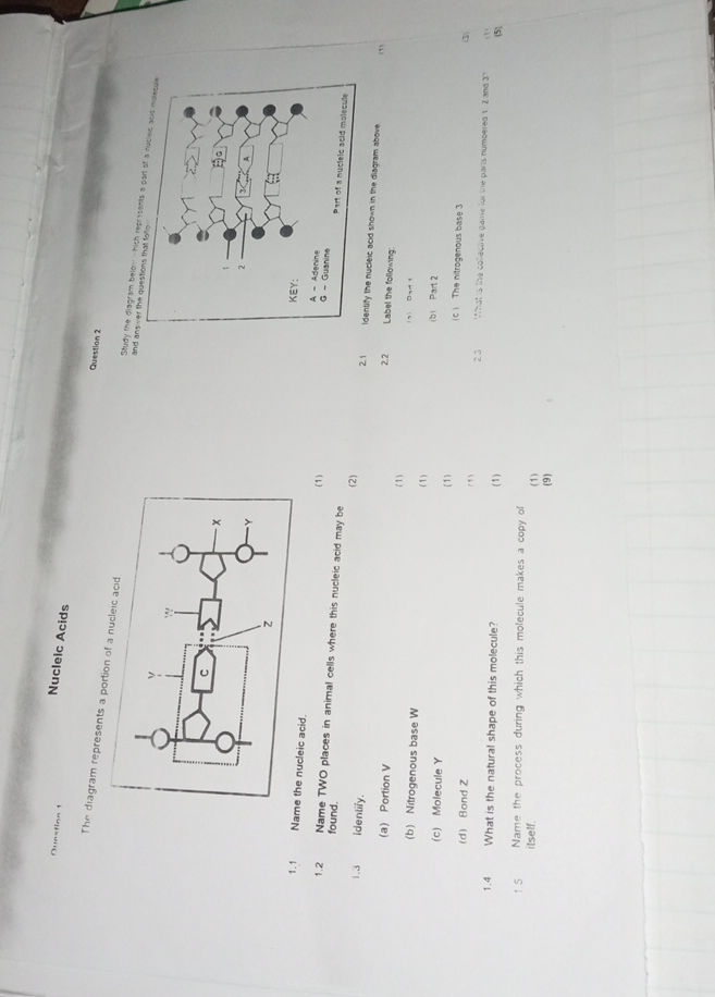 Question 1 The diagram represents a portion | StudyX