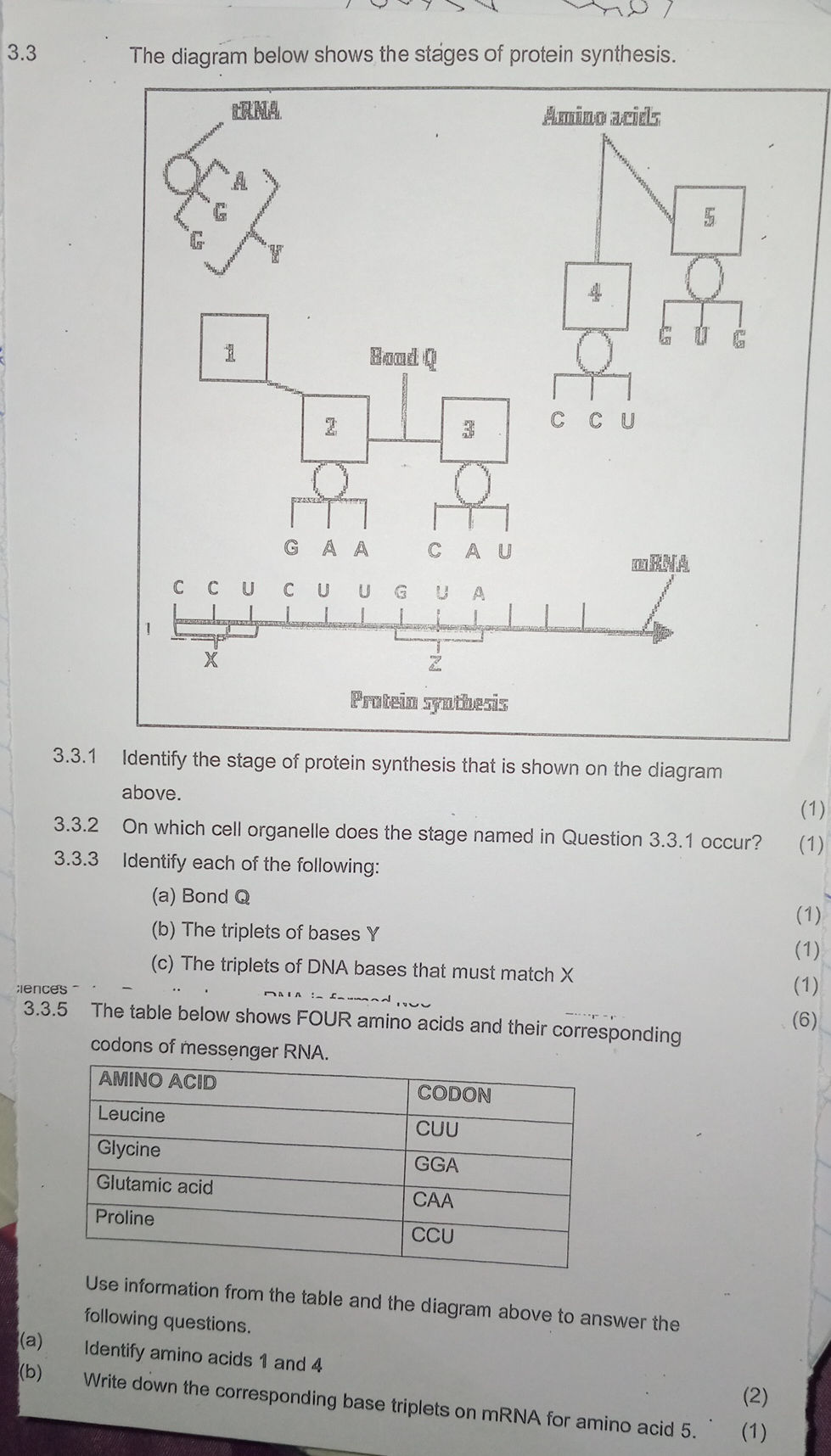 3.3 The diagram below shows the stages of | StudyX