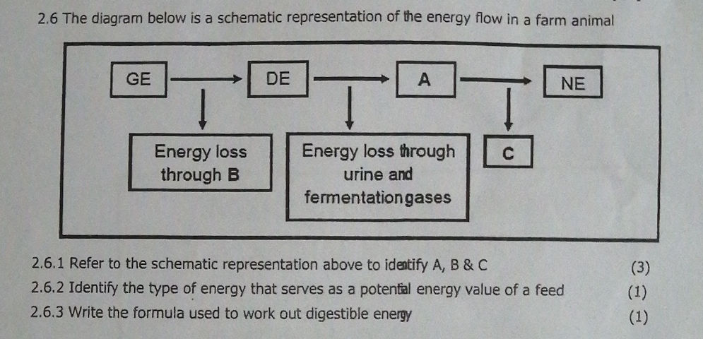 2.6 The diagram below is a schematic | StudyX