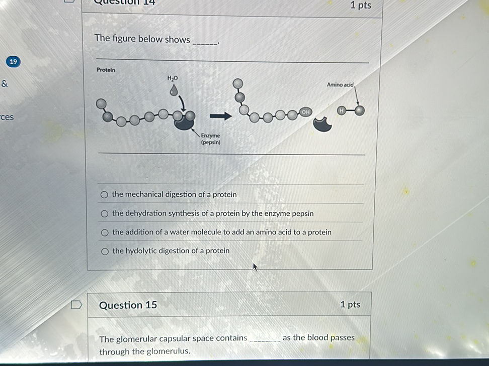 The figure below shows ______. Protein -> | StudyX