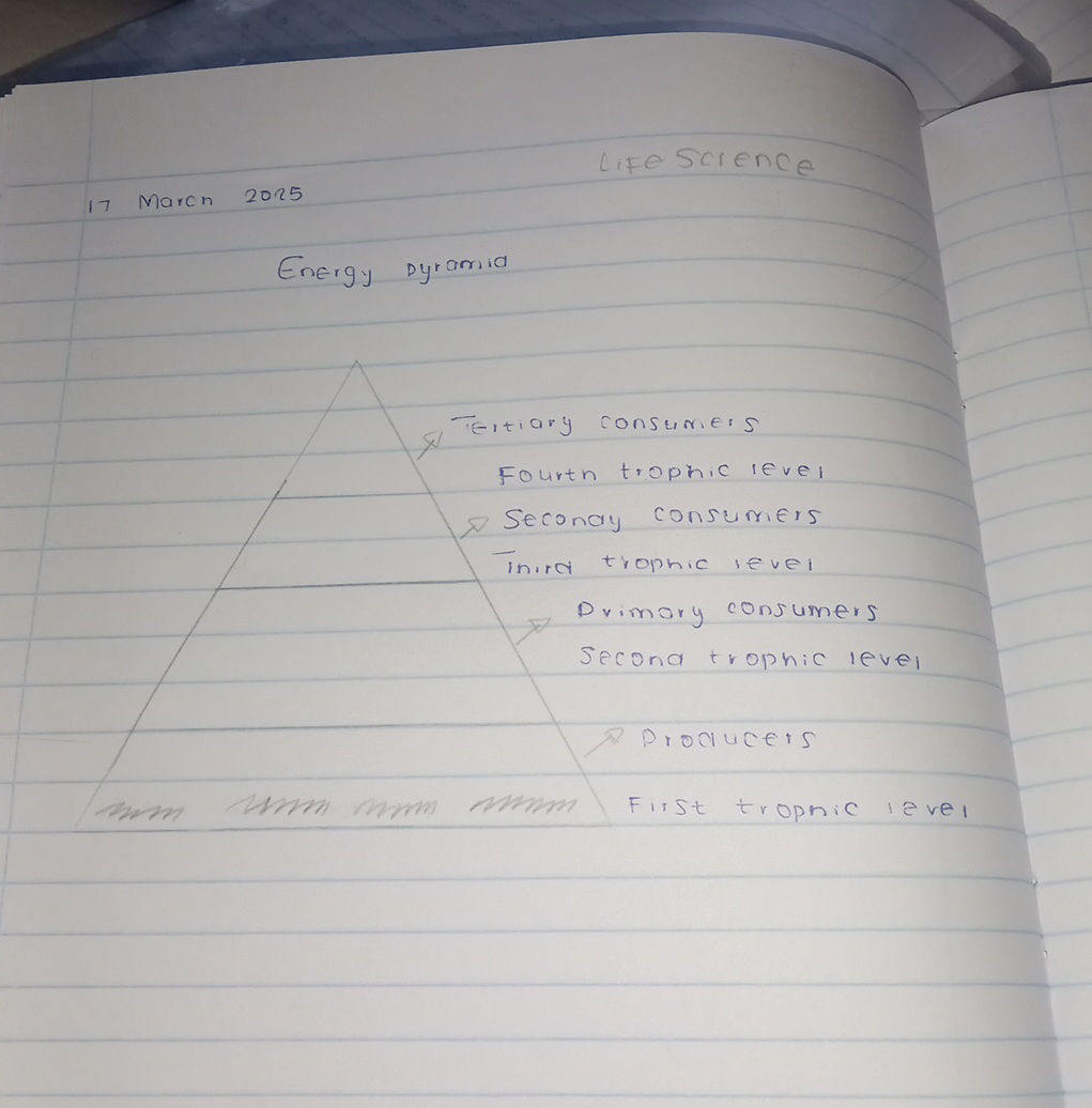 Energy pyramid Tertiary consumers Fourth | StudyX