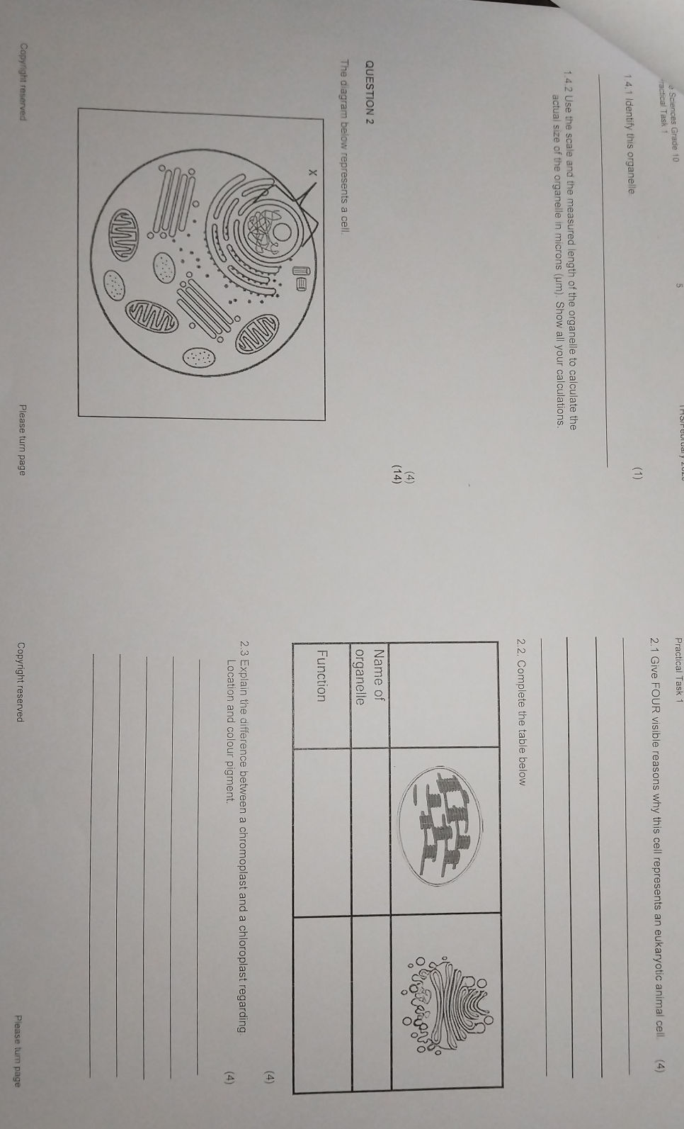 QUESTION 2 The diagram below represents a | StudyX