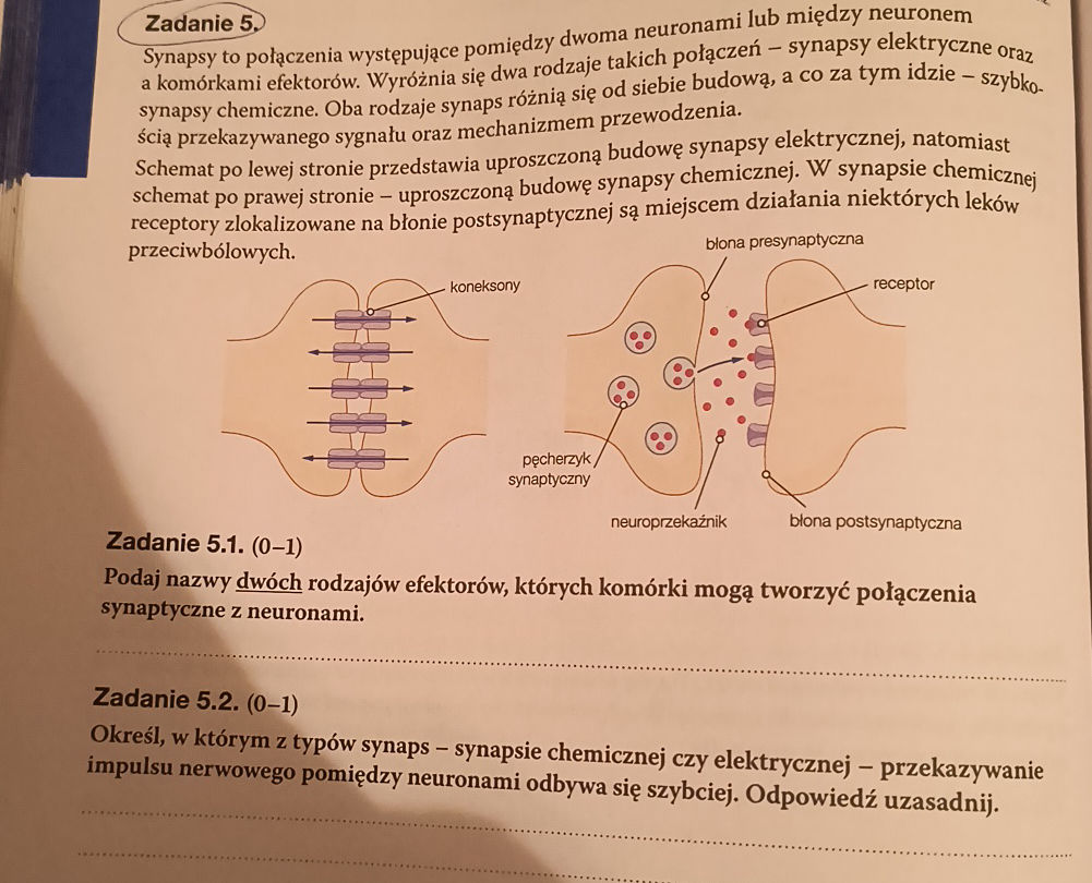 Neuronem Zadanie 5. Synapsy to połączenia występujące | StudyX