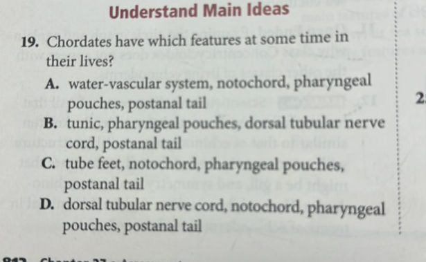 Chordates have which features at some time